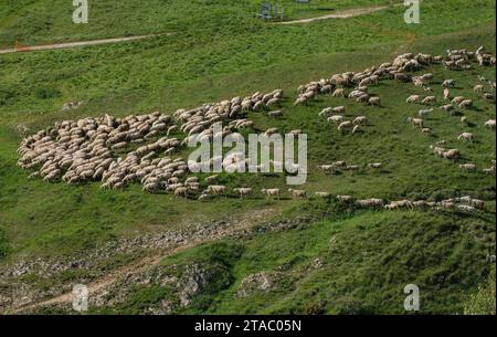 Große Schafherde, die im Hochsommer hoch auf dem Monte Baldo weidet. Italien. Stockfoto