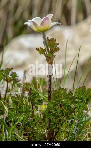 Monte Baldo Anemone, Anemone baldensis in Blüte auf 2200 m in den Dolomiten, Italien. Stockfoto