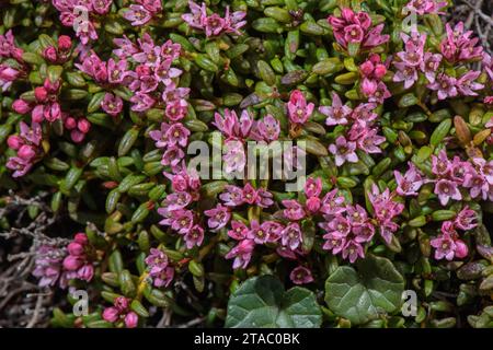 Kriechende Azalea, Loiseleuria procumbens, in Blüte auf saurem Boden in den Dolomiten. Stockfoto