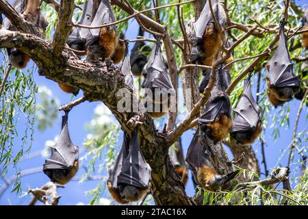 Obstfledermäuse, fliegende Füchse, pteropus hängen von Bäumen Stockfoto