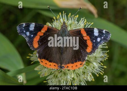 Roter Admiral, Vanessa atalanta-Schmetterling auf Alpenlachs, Allium victorialis, in den italienischen Alpen. Stockfoto