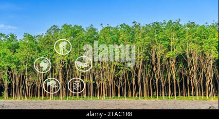 Tourismusressourcen und landwirtschaftliches Lernen, Kautschukplantagen-Landwirtschaft, Lernen über Kautschukanbaugebiete, Zugang zu Kautschukbauern Gemeinschaften, Pano Stockfoto