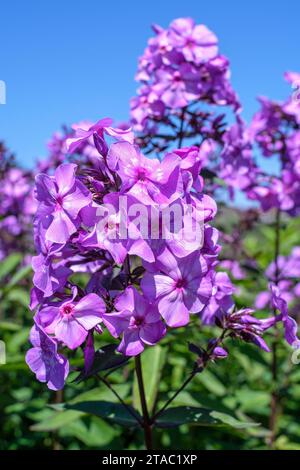 Phlox paniculata Purple Eye Flame, Perennial Phlox Purple Eye Flame, lila Blüten, mit einem weißen Auge Stockfoto