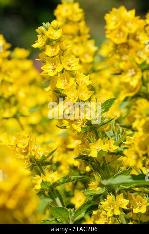 Lysimachia verticillaris, Lysimachia punctata verticillata, gelbe, orange-braune Mittelblüten Stockfoto