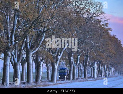 30. November 2023, Brandenburg, Petersdorf: Ein Lkw fährt über eine verschneite Allee im oder-Spree-Bezirk im Osten Brandenburgs. Auch in Berlin und Brandenburg kann man am Donnerstag mit Frost und der Gefahr von Eiswetter rechnen. Im Süden Brandenburgs kann es tagsüber teilweise frostfrei sein, im Rest des Landes und in Berlin ist nach Angaben des Deutschen Wetterdienstes mit leichtem Permafrost zu rechnen. Achtung: Rutschgefahr durch eiskalten Regen. Die Temperaturen werden tagsüber zwischen minus zwei und Null Grad betragen, im Süden bis zu einem Grad plus möglich Stockfoto