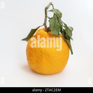 Große Mandarine mit Blättern auf weißem Hintergrund. Stockfoto