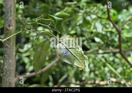 Ansicht eines Chiliblattes von unten, das von den weißen Fliegen befallen ist. Diese Insekten ernähren sich von den Blättern der Futterpflanzen und betrachten sie als Hauptschädlinge Stockfoto