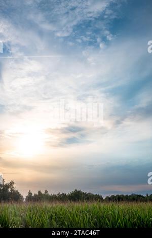 Dieses Bild zeigt die sanfte Schönheit eines Sonnenaufgangs über einem üppigen Maisfeld, wobei das frühe Licht ein sanftes Leuchten auf den hohen Mais wirft. Der weitläufige Himmel übergeht von den warmen Farben der Morgenröte zum kühlen Blau des Tages, mit Wolken, die künstlerisch über das Firmament verstreut sind. Diese beschauliche Szene fängt das Wesen eines neuen Tages ein und bietet ein Gefühl von Frieden und Neuanfang. Sonnenaufgang über den Maisfeldern. Hochwertige Fotos Stockfoto