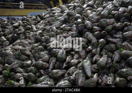 Laage, Deutschland. November 2023. Zuckerrüben liegen in einem Feld nahe Laage in der Dämmerung und können vor der Verarbeitung in der Zuckerfabrik verladen werden. Die Rübenkampagne läuft auch in Mecklenburg-Vorpommern auf halbem Weg mit voller Geschwindigkeit. Seit Beginn am 7. September 2023 wurden in der Zuckerfabrik Anklam 903.000 Tonnen Zuckerrüben verarbeitet. Im Durchschnitt werden 1,8 Millionen Tonnen Zuckerrüben nach Anklam geliefert, die dann während der Rübenkampagne und der Dicksaftkampagne im Frühjahr zu 150.000 Tonnen Weißzucker verarbeitet werden. dpa: dpa/Alamy Live News Stockfoto