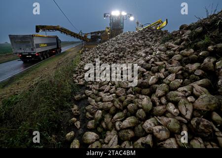 Laage, Deutschland. November 2023. Auf einem Feld in der Nähe von Laage werden in der Abenddämmerung Zuckerrüben zur Verarbeitung in der Zuckerfabrik geladen. Die so genannte Rübenkampagne läuft auch in Mecklenburg-Vorpommern auf halbem Weg mit voller Geschwindigkeit. Seit Beginn am 7. September 2023 wurden in der Zuckerfabrik Anklam 903.000 Tonnen Zuckerrüben verarbeitet. Im Durchschnitt werden 1,8 Millionen Tonnen Zuckerrüben nach Anklam geliefert, die dann während der Rübenkampagne und der Dicksaftkampagne im Frühjahr zu 150.000 Tonnen Weißzucker verarbeitet werden. (Zu dpa: 'Über Kredit: dpa/Alamy Live News Stockfoto