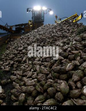 Laage, Deutschland. November 2023. Auf einem Feld in der Nähe von Laage werden in der Abenddämmerung Zuckerrüben zur Verarbeitung in der Zuckerfabrik geladen. Die so genannte Rübenkampagne läuft auch in Mecklenburg-Vorpommern auf halbem Weg mit voller Geschwindigkeit. Seit Beginn am 7. September 2023 wurden in der Zuckerfabrik Anklam 903.000 Tonnen Zuckerrüben verarbeitet. Im Durchschnitt werden 1,8 Millionen Tonnen Zuckerrüben nach Anklam geliefert, die dann während der Rübenkampagne und der Dicksaftkampagne im Frühjahr zu 150.000 Tonnen Weißzucker verarbeitet werden. (Zu dpa: 'Über Kredit: dpa/Alamy Live News Stockfoto