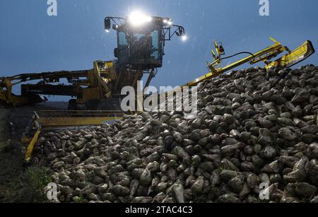 Laage, Deutschland. November 2023. Auf einem Feld in der Nähe von Laage werden in der Abenddämmerung Zuckerrüben zur Verarbeitung in der Zuckerfabrik geladen. Die so genannte Rübenkampagne läuft auch in Mecklenburg-Vorpommern auf halbem Weg mit voller Geschwindigkeit. Seit Beginn am 7. September 2023 wurden in der Zuckerfabrik Anklam 903.000 Tonnen Zuckerrüben verarbeitet. Im Durchschnitt werden 1,8 Millionen Tonnen Zuckerrüben nach Anklam geliefert, die dann während der Rübenkampagne und der Dicksaftkampagne im Frühjahr zu 150.000 Tonnen Weißzucker verarbeitet werden. (Zu dpa: 'Über Kredit: dpa/Alamy Live News Stockfoto