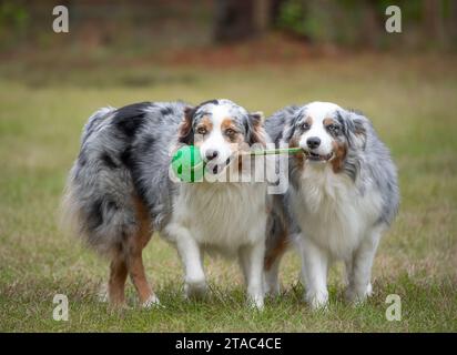 Eine Nahaufnahme von zwei verspielten Hunden, die zusammen auf dasselbe Spielzeug beißen, die in üppigem grünem Gras stehen Stockfoto