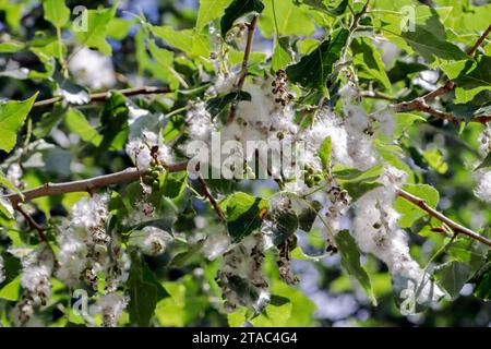 Pappelpollen auf dem Baum. Colombiers, Occitanie, Frankreich ​ Stockfoto