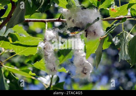 Pappelpollen auf dem Baum. Colombiers, Occitanie, Frankreich ​ Stockfoto