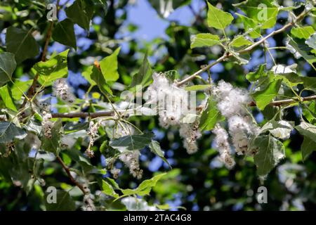 Pappelpollen auf dem Baum. Colombiers, Occitanie, Frankreich ​ Stockfoto