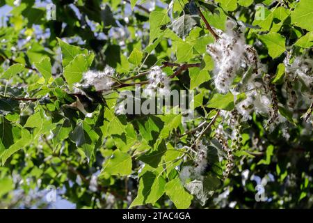 Pappelpollen auf dem Baum. Colombiers, Occitanie, Frankreich ​ Stockfoto