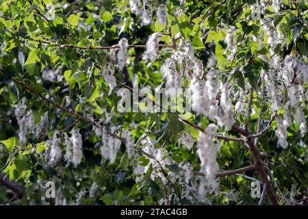 Pappelpollen auf dem Baum. Colombiers, Occitanie, Frankreich ​ Stockfoto