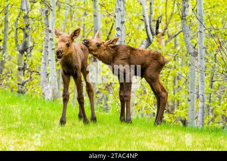 Neugeborenes Elchkalb, Alaska Stockfoto