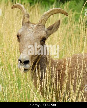 Eine Nahaufnahme der felsigen Dickhornschafe aus den Bergen entlang des Wanderwegs im waterton Canyon, nahe littleton, colorado Stockfoto