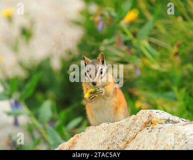 colorado Chipmunk, das in den felsigen Bergen von colorado an gelben Wildblumen schnappt Stockfoto