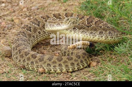 Eine giftige Prärie-Klapperschlange auf dem Weg im Sommer im pawnee National Grassland im Nordosten von colorado bei greeley Stockfoto