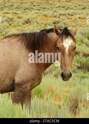 Ein wildes braunes und weißes Pferd, das in der abgelegenen Prärie des Sandwaschbeckens in der Nähe von maybell im Nordwesten von colorado steht Stockfoto