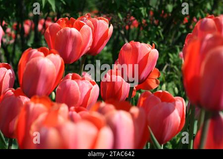 Nahaufnahme des schönen Tulpen Stockfoto