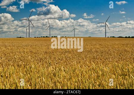 Windturbinen auf dem Weizenfeld in der Nähe des Dorfes Koniecwałd bei Sztum, Pomorskie, Polen Stockfoto