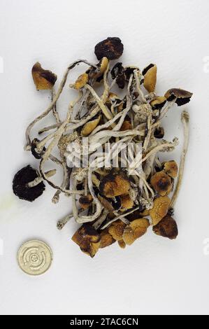 Psilocybe cubensis „Zauberpilze“ – getrocknet Stockfoto