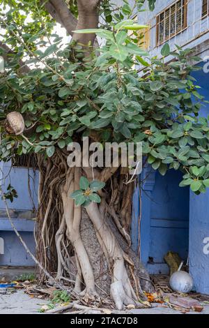 Alte Banyanbäume mit grünen Blättern am Tag aus flachem Winkel Stockfoto