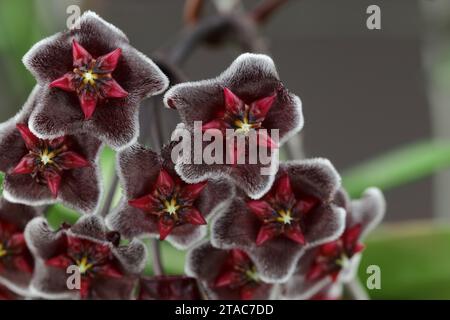 Hoya Pubicalyx cv. Königliche Hawaiianische Purple Potted Plant. Extreme Nahaufnahme von Hoya Pubicalyx cv. Chimera-Infloreszenz. Porzellanblume oder Wachsfiguren Stockfoto