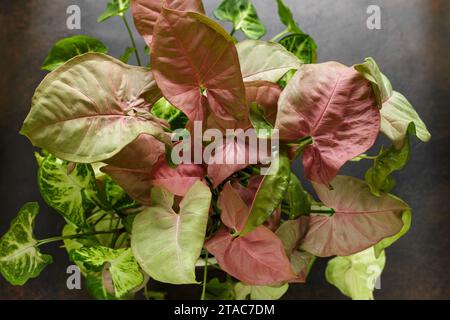 Syngonium Podophyllum Red Heart Plant mit rosafarbenen, herzförmigen Blättern über dunklem Hintergrund. Wunderschöne Pflanze mit rosafarbenen, neuen Blättern, die verblassen, wenn sie verblassen Stockfoto