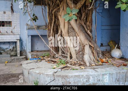 Altes Banyan-Baumholz am Tag aus flachem Winkel Stockfoto