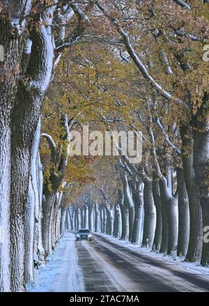 30. November 2023, Brandenburg, Petersdorf: Ein Auto fährt auf einer schneebedeckten Allee im oder-Spree-Bezirk im Osten Brandenburgs. Auch in Berlin und Brandenburg kann man am Donnerstag mit Frost und der Gefahr von Eiswetter rechnen. Im Süden Brandenburgs kann es tagsüber teilweise frostfrei sein, im Rest des Landes und in Berlin ist nach Angaben des Deutschen Wetterdienstes mit leichtem Permafrost zu rechnen. Achtung: Rutschgefahr durch eiskalten Regen. Die Temperaturen erreichen tagsüber zwischen -2 und 0 Grad, wobei in Süd-B bis zu 1 Grad plus möglich ist Stockfoto