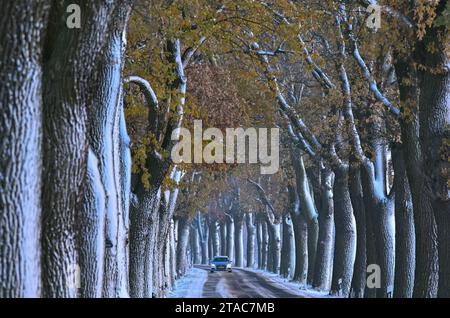 30. November 2023, Brandenburg, Petersdorf: Ein Auto fährt auf einer schneebedeckten Allee im oder-Spree-Bezirk im Osten Brandenburgs. Auch in Berlin und Brandenburg kann man am Donnerstag mit Frost und der Gefahr von Eiswetter rechnen. Im Süden Brandenburgs kann es tagsüber teilweise frostfrei sein, im Rest des Landes und in Berlin ist nach Angaben des Deutschen Wetterdienstes mit leichtem Permafrost zu rechnen. Achtung: Rutschgefahr durch eiskalten Regen. Die Temperaturen erreichen tagsüber zwischen minus zwei und Null Grad, wobei bis zu einem Grad plus in s möglich sind Stockfoto