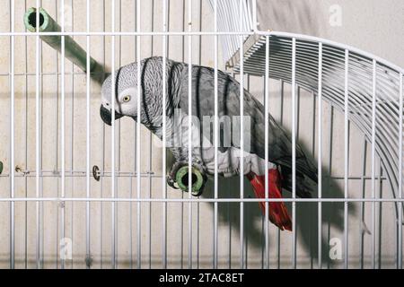 Rotschwanzpapagei in einem Käfig. Psittacus Erithacus. Portugal. Stockfoto