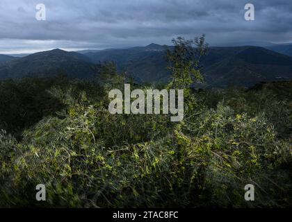 Olivenhain, gefüllt mit Oliven für die Ölproduktion, fotografiert in der Dämmerung. Portugal. Stockfoto