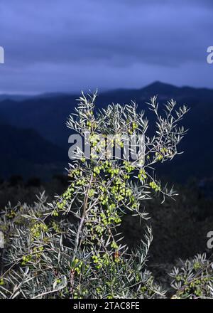 Olivenhain, gefüllt mit Oliven für die Ölproduktion, fotografiert in der Dämmerung. Portugal. Stockfoto