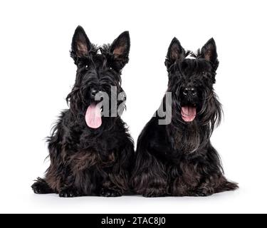 Zwei Schottische Terrier-Hunde, die nebeneinander sitzen und nach vorne schauen. Blick auf die Kamera. Isoliert auf weißem Hintergrund. Stockfoto