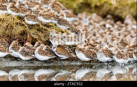 Einsamer dunlin unter den westlichen Sandpipern, Cordova, Alaska Stockfoto