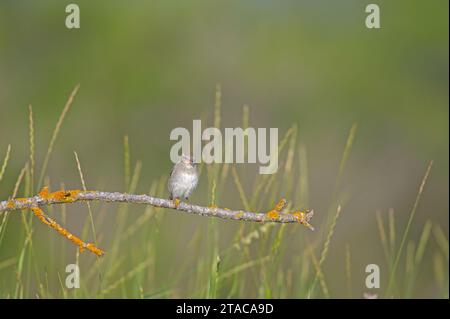 Junghaussperling (Passer domesticus) auf einem Ast. Stockfoto