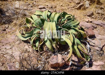 Welwitschia Pflanze (Welwitschiaceae) in drei Stufen versteinerter Wald, versteinerter Wald, Namibia, Afrika Stockfoto