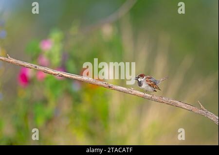 Männlicher Haussperling (Passer domesticus) auf einem Ast. Unscharfe farbige Blüten im Hintergrund. Stockfoto