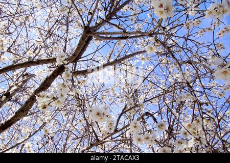 amandier en Fleurs au printemps en provence - Mandelbaum in Blüte im Frühling in der provence Stockfoto