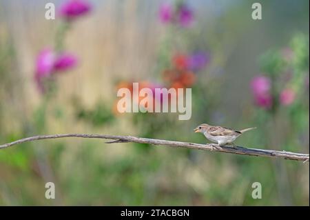 Junghaussperling (Passer domesticus) auf einem Ast. Stockfoto