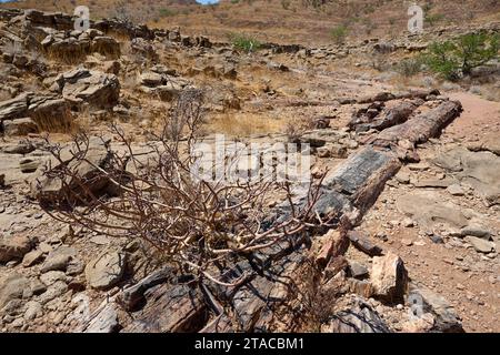 Drei Stufen Versteinerter Wald, Versteinerter Wald, Damaraland, Namibia, Afrika Stockfoto