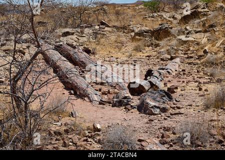 Drei Stufen Versteinerter Wald, Versteinerter Wald, Damaraland, Namibia, Afrika Stockfoto