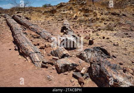 Drei Stufen Versteinerter Wald, Versteinerter Wald, Damaraland, Namibia, Afrika Stockfoto