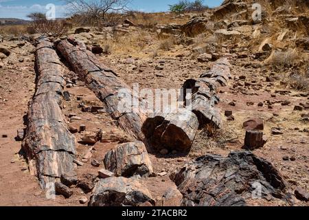 Drei Stufen Versteinerter Wald, Versteinerter Wald, Damaraland, Namibia, Afrika Stockfoto